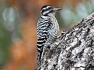 Ladder-backed Woodpecker